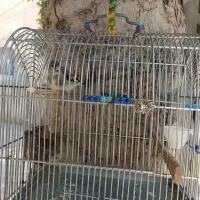 جوجه سهره نر|پرنده|مشکین‌دشت, |دیوار