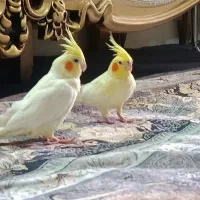 دو عدد عروس لوتینو.جوان و کاملا رام