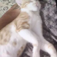 واگذاری رایگان|گربه|کرج, خرمدشت|دیوار