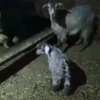 دو بز دو بزغاله|حیوانات مزرعه|مریوان, |دیوار