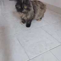 واکذاری گربه پرشین کت|گربه|ساری, |دیوار