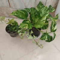 دو عدد گل طبیعی|گل و گیاه طبیعی|شهرکرد, |دیوار