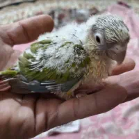 جوجه گرینچیک سرلاکی آناناسی رد|پرنده|مهریز, |دیوار