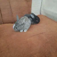 بچه خرگوش اهلی خونگی 6عدد|موش و خرگوش|بیرجند, |دیوار