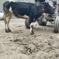 گاو ترکمن دورگ|حیوانات مزرعه|سیمین شهر, |دیوار