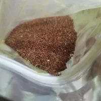 بذر تازه اکلاتوس درجه یک