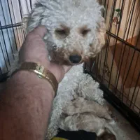 پودل عروسکی