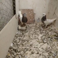 گرفتنی پرشی