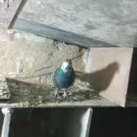 بالیقره گرفتنی