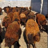 میش  قیمت توافقی