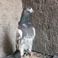 کبوتر تیدی پاکستانی|پرنده|تهران, ولنجک|دیوار