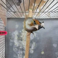 سهره قناری چونه سفید ابلغ وسینه سرخ قناری سوپری|پرنده|قزوین, |دیوار