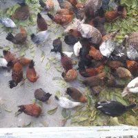 فروش مرغ دو رگه گلین وکردی اصل|حیوانات مزرعه|بلبان آباد, |دیوار