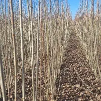 نهال صنوبر 1ساله (سایز درشت)|گل و گیاه طبیعی|میاندوآب, |دیوار