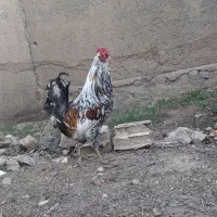 مرغ خروس گلین