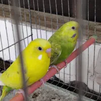 ۴تا مرغ عشق خوش رنگ|پرنده|رشت, کوی حسینی|دیوار