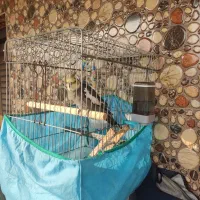 عروس هلندی نر سینامون سرحال|پرنده|ماسال, |دیوار