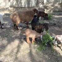 بز دوقلو زا ویک  دجیجه چاق وپرگوشت