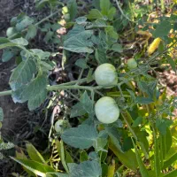 ۲۰۰متر زمین باغی مسکونی|فروش زمین و ملک کلنگی|مینودشت, |دیوار