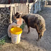 ۳ راس گوسفند آبس سنگین|حیوانات مزرعه|سیجوال, |دیوار