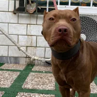 فروش سگ پیتبول|سگ|بهشهر, |دیوار