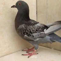 یک عدد پلاکی نر مست مست