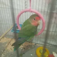 طوطی مرغ عشق باجوجه|پرنده|شریف‌آباد, |دیوار