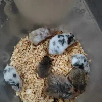 همستر|موش و خرگوش|اهواز, سپیدار|دیوار