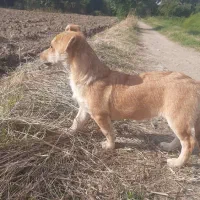 سگ پاکوتاه زیرک وخوشگل|سگ|گرگان, |دیوار