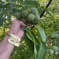 ارائه نهال گردو جمال پیوندی دیرگل پایه کوتاه|خدمات باغبانی و درختکاری|بندر ترکمن, |دیوار