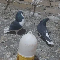 یک جفت شهری ب شرط پرش و تخم جوجه|پرنده|همایجان, |دیوار