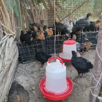 مرغ|حیوانات مزرعه|شمیل, |دیوار