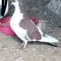 کفتر