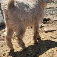 بزغاله نر  چاق