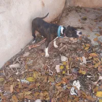 سگ پیت بول|سگ|کرمانشاه, |دیوار