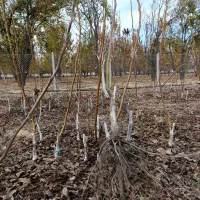 نهال گردو پیوندی چندلر و فرنور