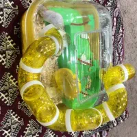 همستر فروشی با قفس مخصوص