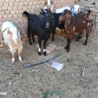 گوسفند بز فروش