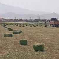خرید یونجه بصورت نقدی تسویه سر باسکول