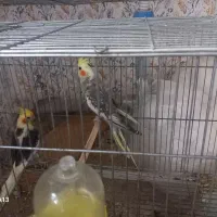 یه جفت طوطی عروس