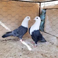 کبوتر.کله سفید جفتی|پرنده|مه ولات, |دیوار