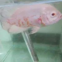 ماهی اسکار آلبینو آکواریوم