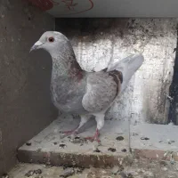 فروش کفتر کوهی . نامور.شازده.طوقی|پرنده|گل تپه, |دیوار