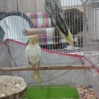 عروس هلندی|پرنده|شیراز, کوشک میدان|دیوار