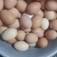 تخم مرغ محلی