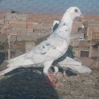 کبوتر بیرونی
