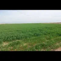 فروش-زمین-کشاورزی