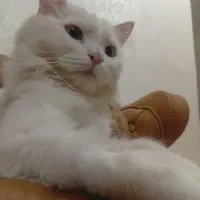 گربه گم شده