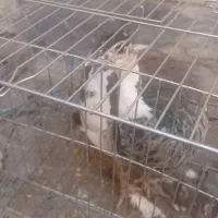 طاووس یک سال و نیم نر