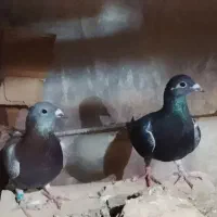 کبوتر مناسب